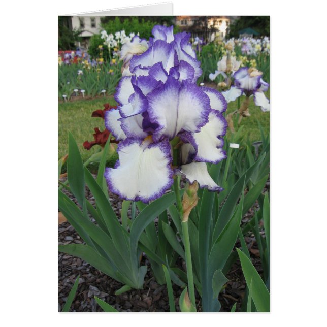 Montclair Iris (Front)