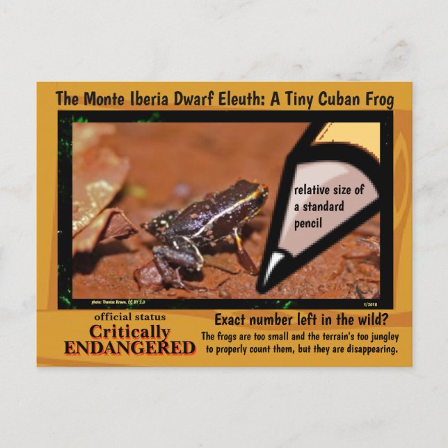 Monte Iberia Eleuth - an endangered rain frog -~~ Postcard (Front)