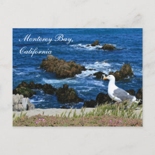 Monterey Bay, California Postcard