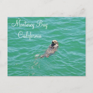 Monterey Bay Sea Otter Postcard