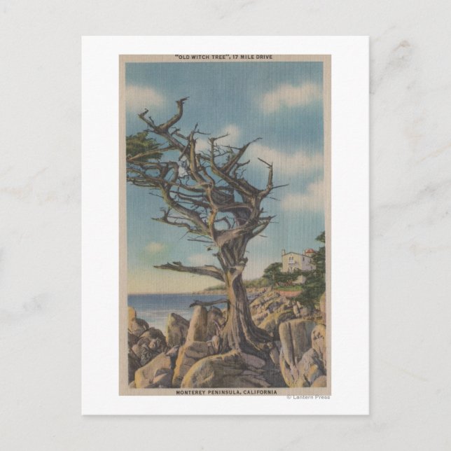 Monterey, CA - Old Witch Tree on 17 Mile Postcard (Front)