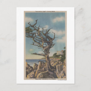 Monterey, CA - Old Witch Tree on 17 Mile Postcard