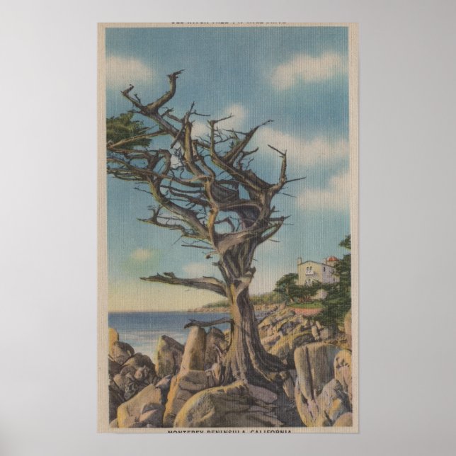 Monterey, CA - Old Witch Tree on 17 Mile Poster (Front)