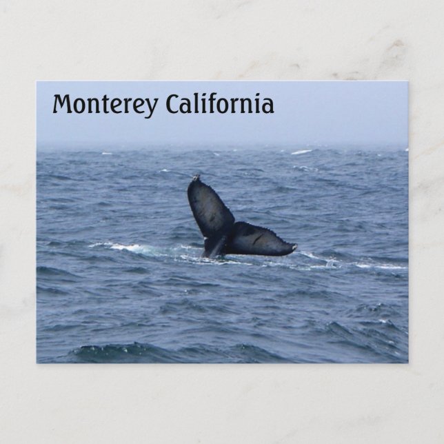 Monterey California Whale Tail Postcard (Front)