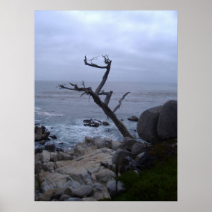 monterey dead tree poster