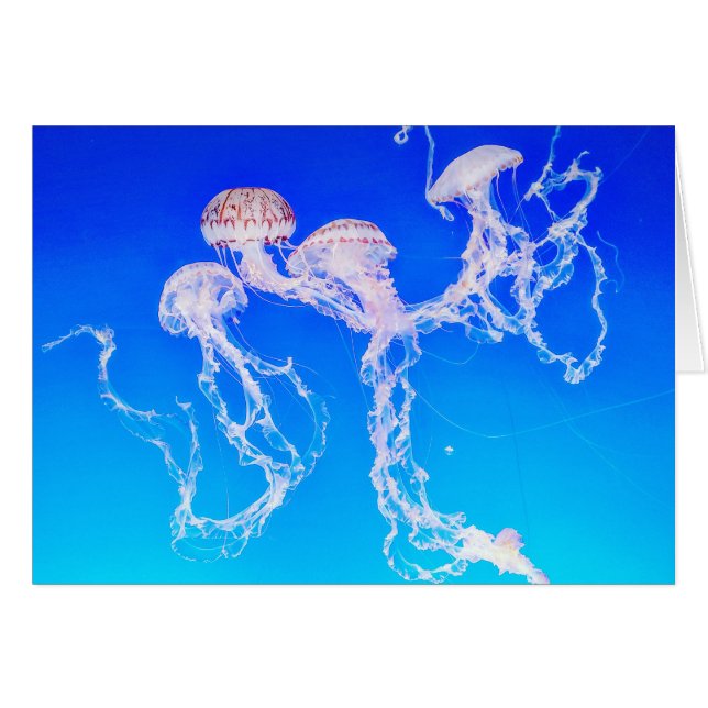 Monterey Jellyfish Greeting Card (Front Horizontal)