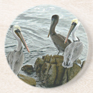 Monterey Pelicans Coaster