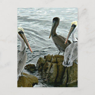 Monterey Pelicans Postcard