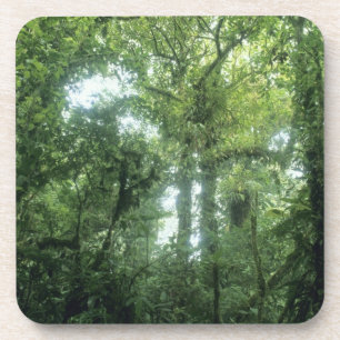 Monteverde Cloud Forest, Costa Rica. Coaster