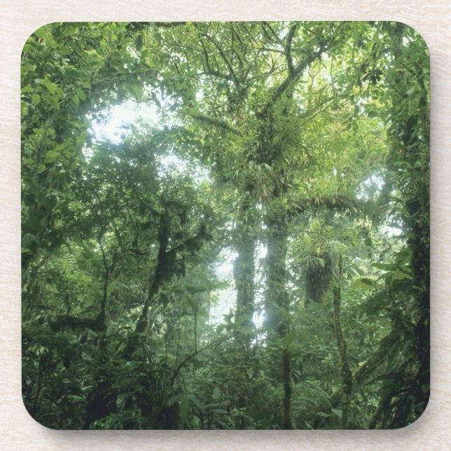 Monteverde Cloud Forest, Costa Rica. Coaster (Front)