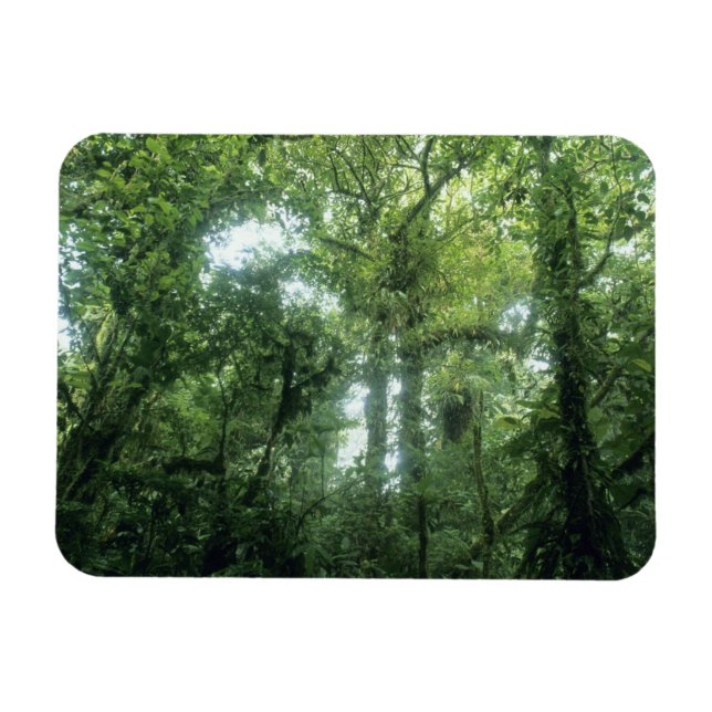 Monteverde Cloud Forest, Costa Rica. Magnet (Horizontal)