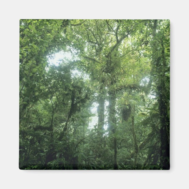 Monteverde Cloud Forest, Costa Rica. Magnet (Front)