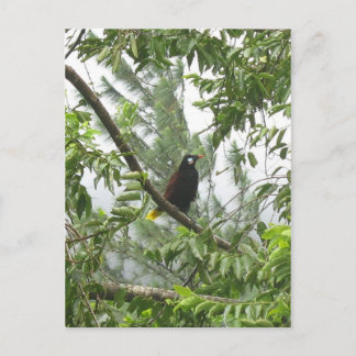 Montezuma Oropendola Postcard