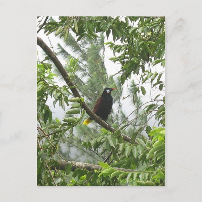 Montezuma Oropendola Postcard (Front)