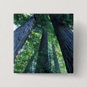 Montgomery Woods State Reserve, California. 15 Cm Square Badge