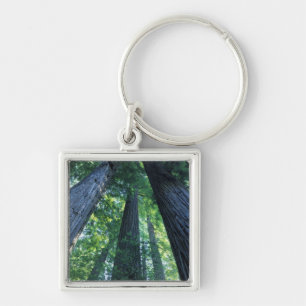Montgomery Woods State Reserve, California. Key Ring