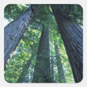 Montgomery Woods State Reserve, California. Square Sticker