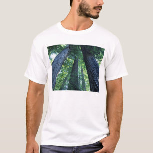 Montgomery Woods State Reserve, California. T-Shirt
