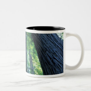 Montgomery Woods State Reserve, California. Two-Tone Coffee Mug