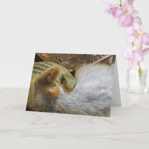 Montpellier Snake Feasting on Rabbit Card