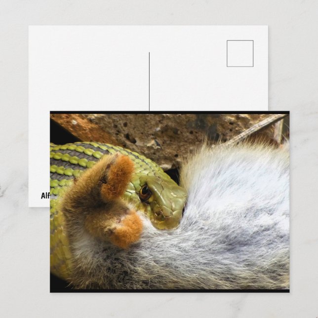 Montpellier Snake Feasting on Rabbit Postcard (Front/Back)