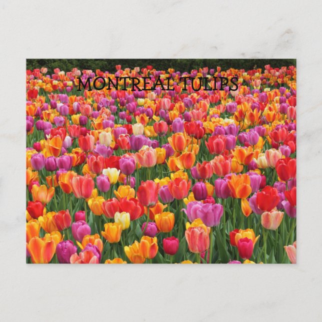 MONTREAL TULIPS POSTCARD (Front)