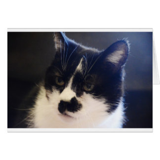 Monty Cat