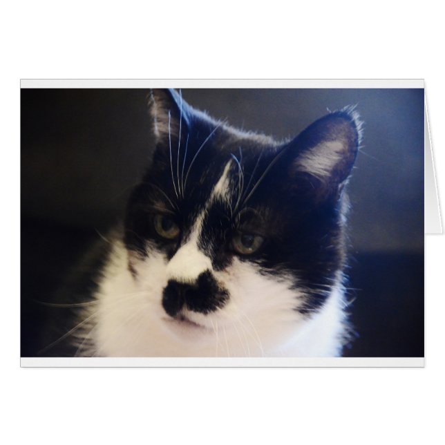 Monty Cat (Front Horizontal)