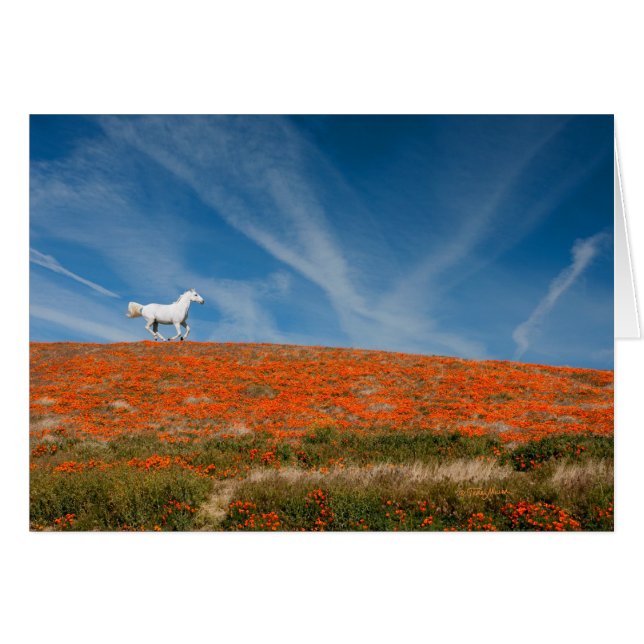Monty in Flight (Front Horizontal)