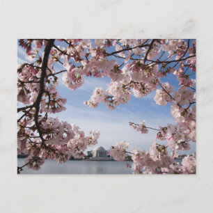 Monuments   Jefferson Memorial Cherry Blossoms Postcard