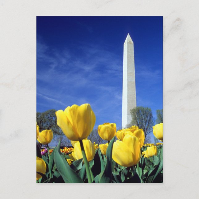 Monuments | Washington Monument in Spring Postcard (Front)
