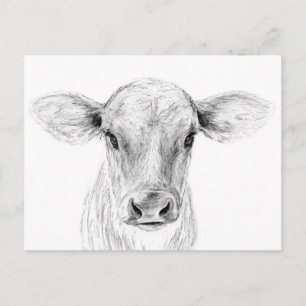 Moo A Young Jersey Cow Postcard