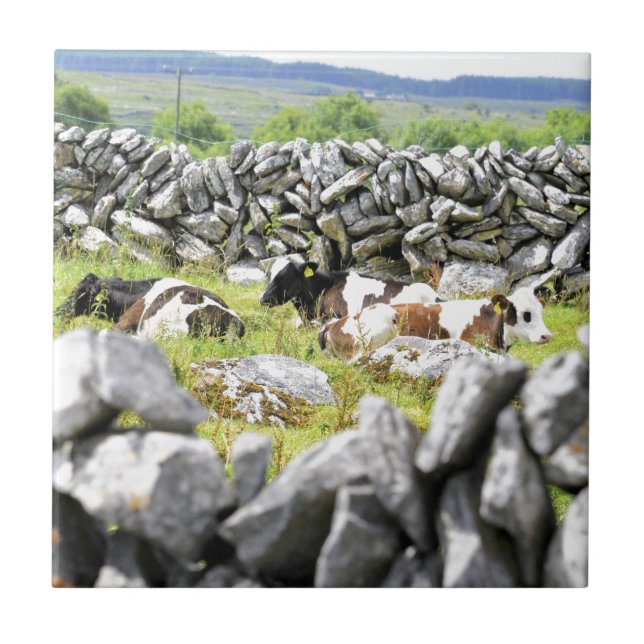 Moo Cows Ceramic Tile (Front)