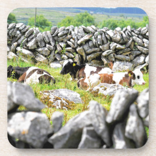 Moo Cows Coaster