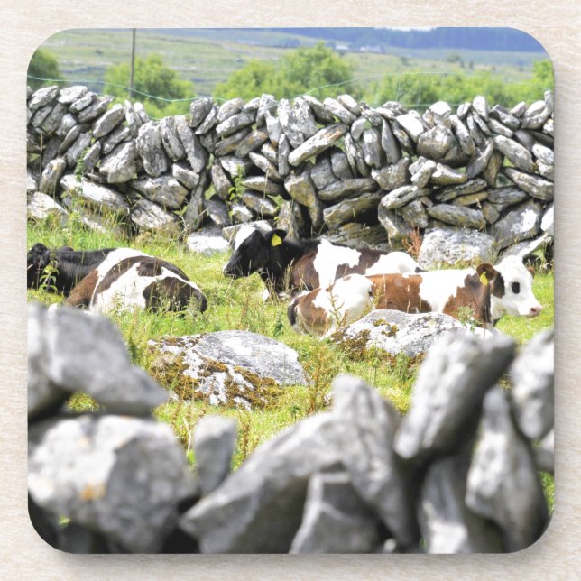 Moo Cows Coaster (Front)