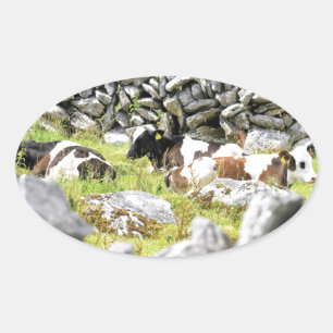 Moo Cows Oval Sticker