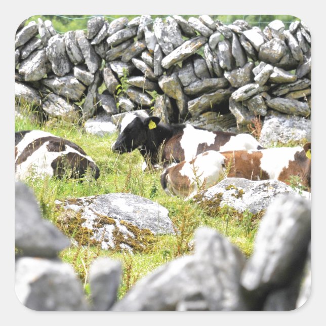 Moo Cows Square Sticker (Front)