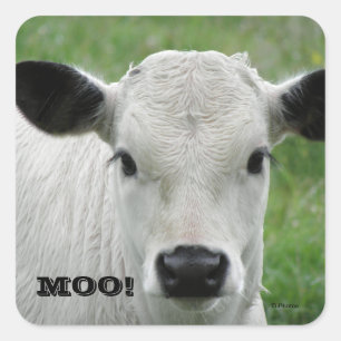 Moo - White Cow Stickers
