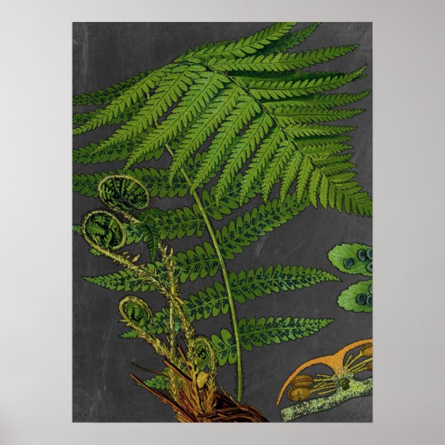 Moody Art Fern w/ Chalkboard Background no. 8 Poster (Front)