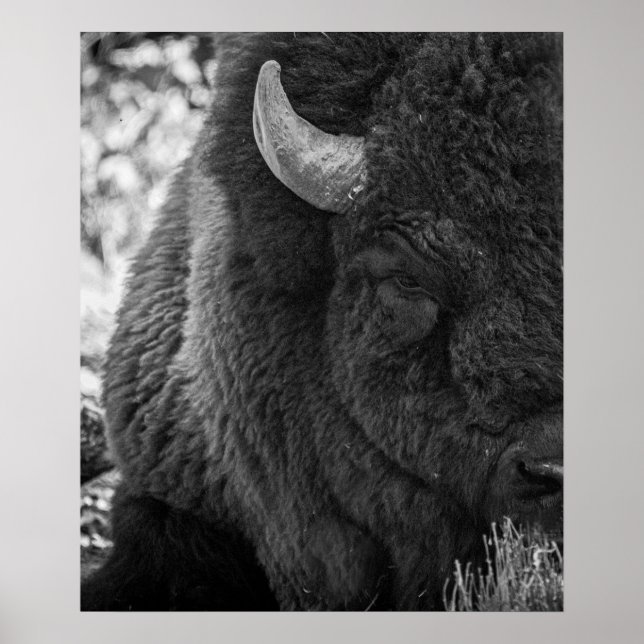 Moody Bison Buffalo Black White  Poster (Front)