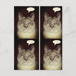 Moody Cat Postcard