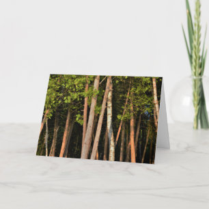 Moody Forest Trees Golden Hour Card