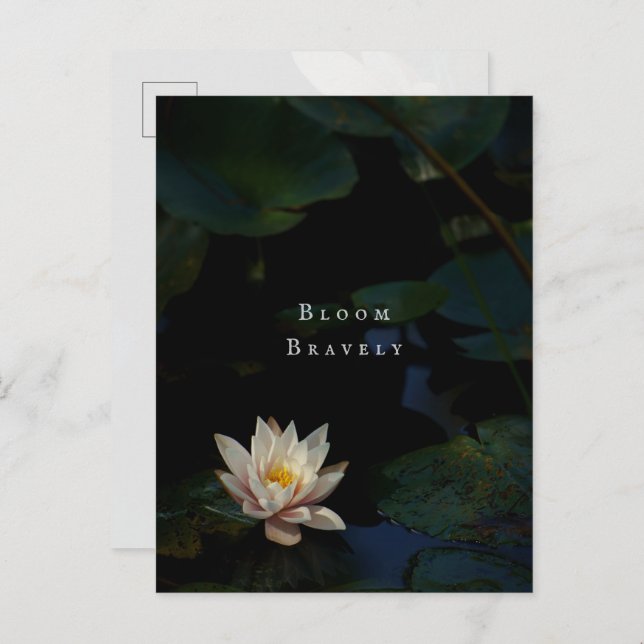 Moody Lily Pad Pond Nature Postcard (Front/Back)