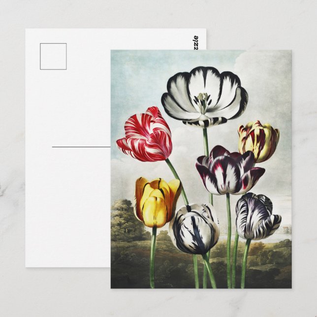 Moody Regency Style Multi-Colour Tulips Postcard (Front/Back)