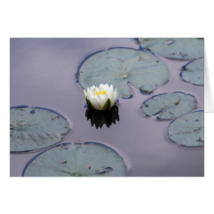 Moody Water Lily