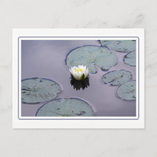 Moody Water Lily with Border Postcard