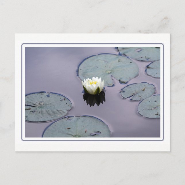 Moody Water Lily with Border Postcard (Front)