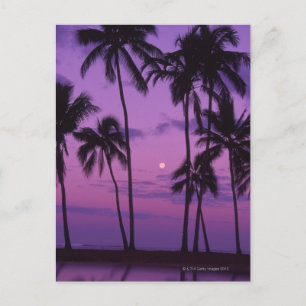 Moon and Palm Tree Postcard