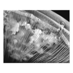 Moon Beads - Photo Enlargement Print