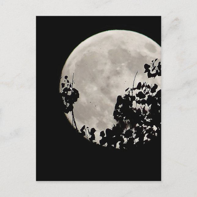 Moon behind dark leaves postcard (Front)